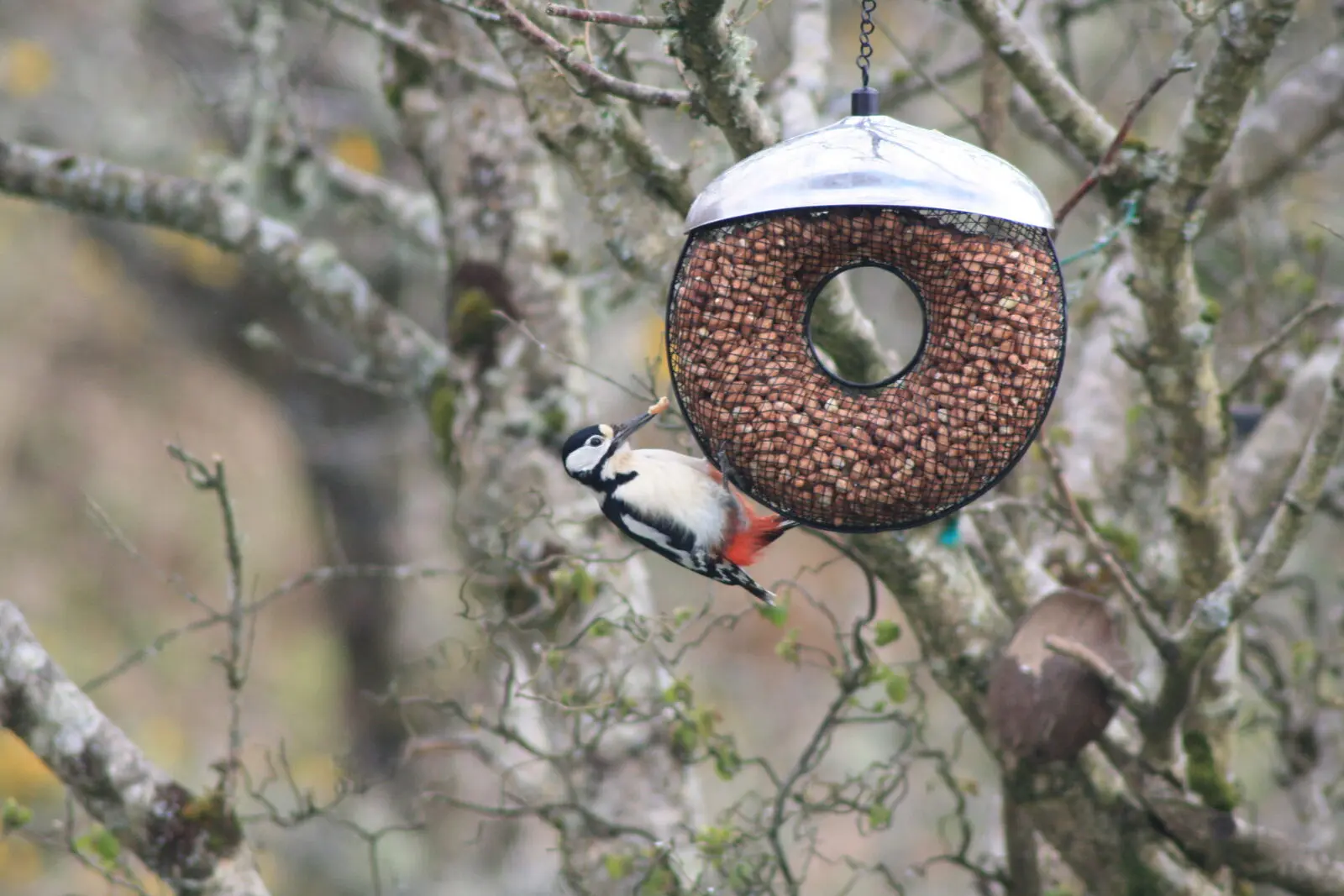 Great spotted woodpecker on a bird feeder in the woods around Kittiwake